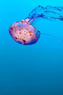 Méduses les souveraines des océans