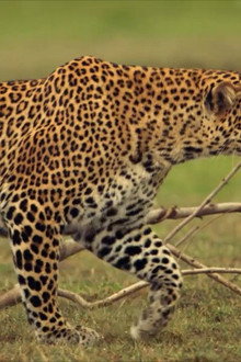 Die Leopardin