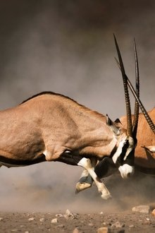 Animal-Fight-Night