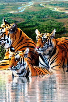 Tiger Island
