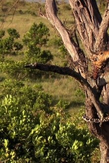 Lions-Rule