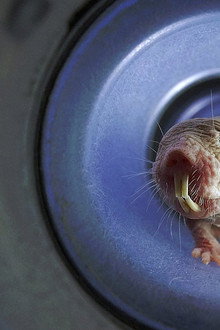 Naked Mole Rats