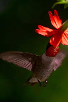 Migrations: Frequent Flyers
