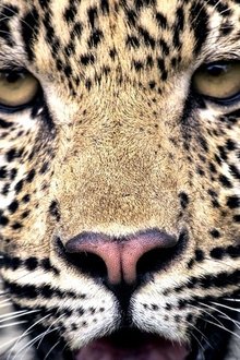 South-Africa-Cradle-of-Killers