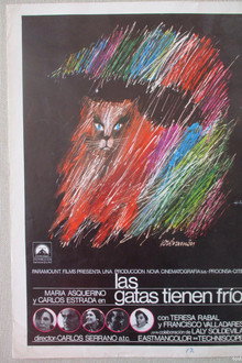 Las gatas tienen frío