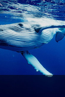 Whales