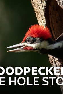 Woodpeckers: The Hole Story