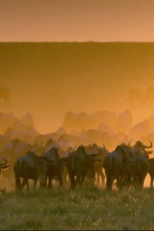 Wildlife Specials