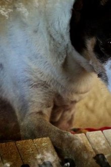 Heart-of-a-Dog