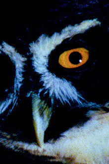 Animal Eye