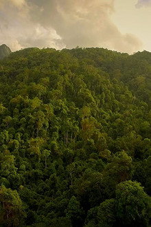 The Forgotten Forests of Malaysia