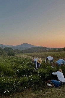 Fleurs à parfum, retour en Grasse