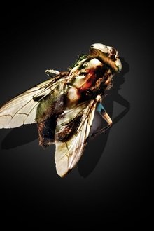 Die-Fliege