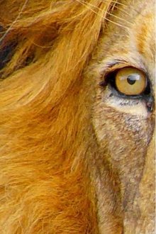 Africa's-Wild-Horizons