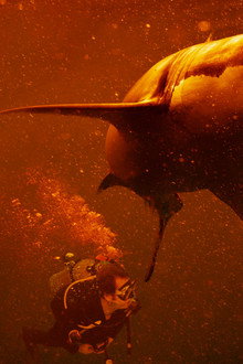 Sharkcano: Hawaii
