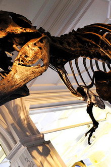 How to Build a Dinosaur