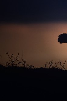 Kalahari-Terra-das-Alianças-Secretas