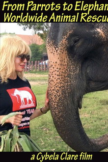 From Parrots to Elephants: Worldwide Animal Rescues