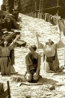Noah's-Ark