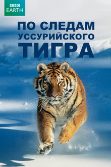 По следам уссурийского тигра