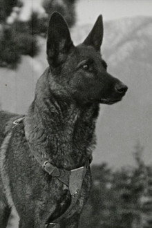 Klondike the Dog