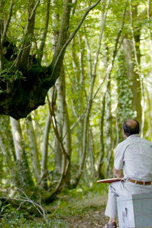 Trognes, les arbres aux mille visages