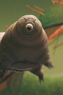 Tardigrade, l'animal indestructible