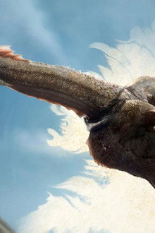 The House That Dragons Built