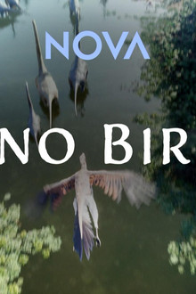 Dino Birds