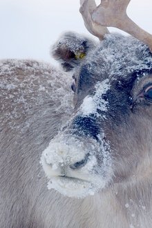 Lappland---Im-Reich-der-Rentiere