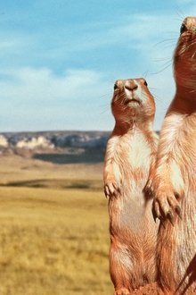 The Vanishing Prairie