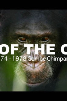 World War Chimp | The Brutal 1974 - 1978 Gombe Chimpanzee War: Documentary