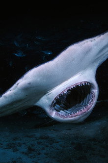 When Sharks Attack... and Why