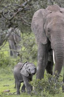 Petit éléphant