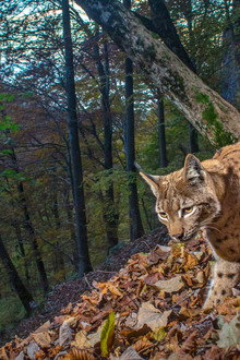 Le Retour fragile du lynx