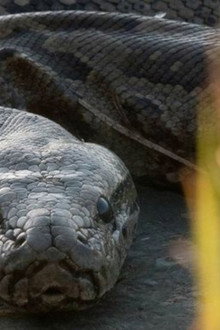 Squeeze: African Python