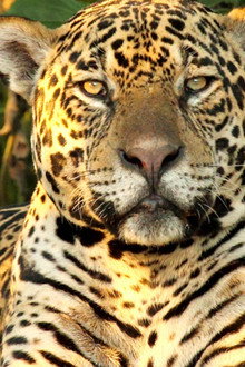 Brazylia. Historia naturalna