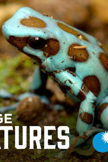 Strange-Creatures