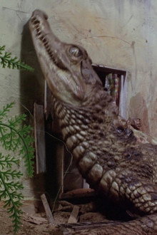 Thunderbirds: Attack of the Alligators!