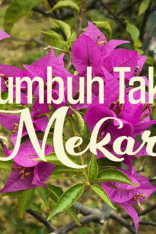 Tumbuh tak Mekar