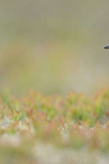 Scotland-The-New-Wild