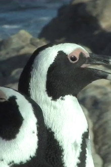 The African Penguin