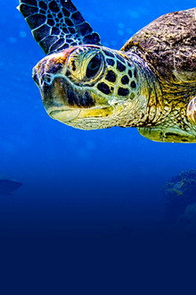 Turtle Odyssey