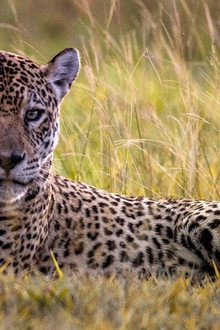 Jaguarvetenskap