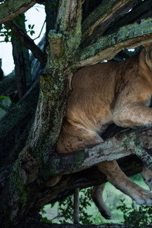 Tree Climbing Lions