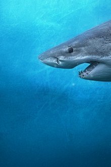 Sharks-of-the-North