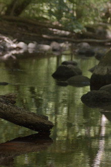 The Stream