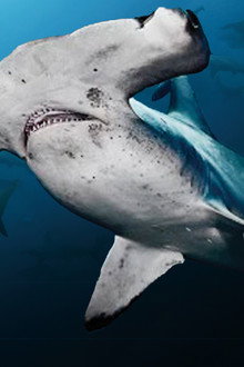 Galapagos-Realm-Of-Giant-Sharks