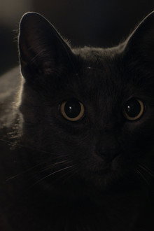 Stray