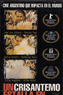 A Crysanthemum Bursts in Cincoesquinas